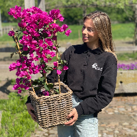 Bougainvillea plant